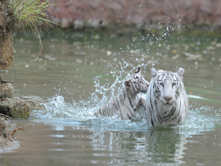 white tiger safari